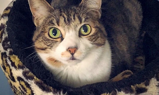 Want to adopt a pet? Here are 7 charming cats to adopt now in Portland