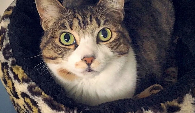 Want to adopt a pet? Here are 7 charming cats to adopt now in Portland
