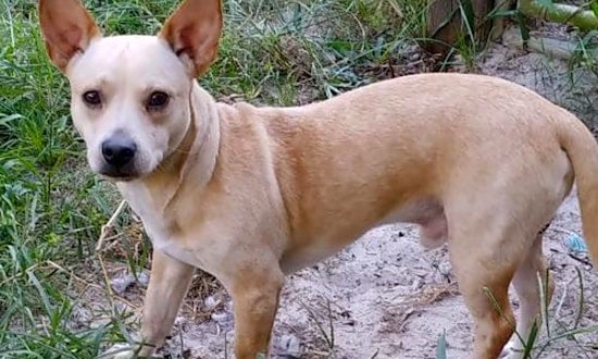 Want to adopt a pet? Here are 4 lovable pups to adopt now in Orlando