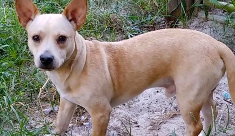 Want to adopt a pet? Here are 4 lovable pups to adopt now in Orlando