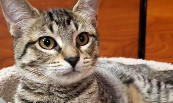These Chicago-based kitties are up for adoption and in need of a good home