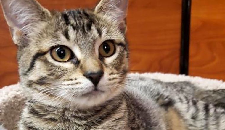 These Chicago-based kitties are up for adoption and in need of a good home