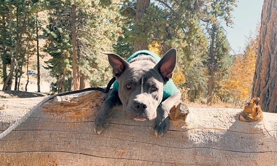 Want to adopt a pet? Here are 4 cuddly canines to adopt now in Las Vegas