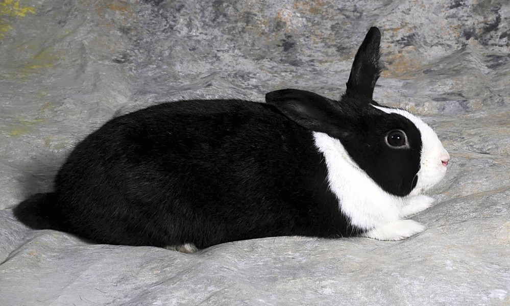 4 lovable rabbits to adopt now in New York City