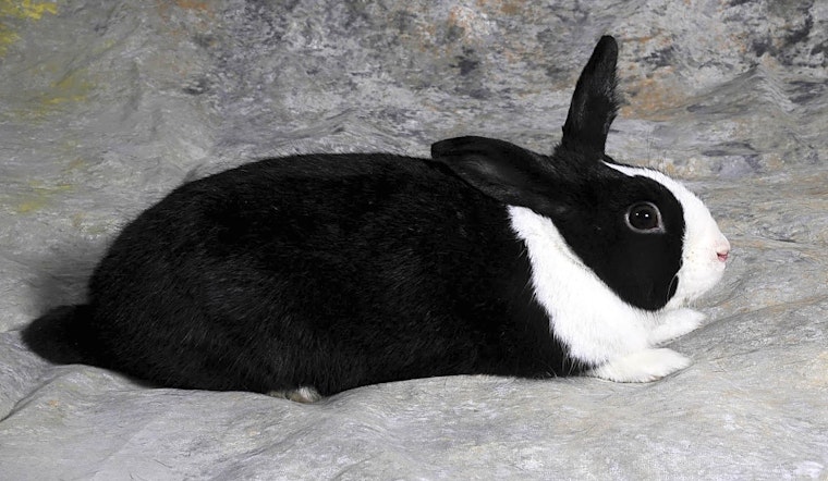 4 lovable rabbits to adopt now in New York City