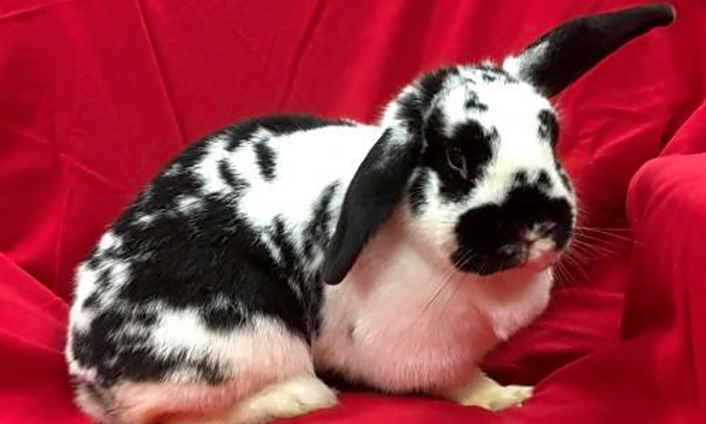 4 lovable rabbits to adopt now in Oakland