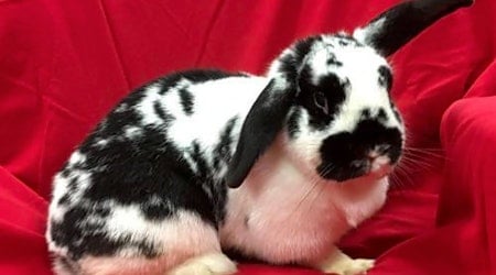 4 lovable rabbits to adopt now in Oakland