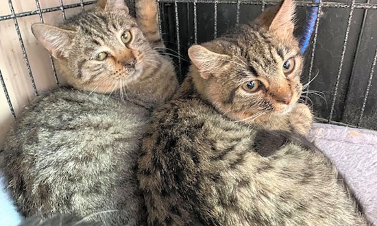 Want to adopt a pet? Here are 7 cuddly kittens to adopt now in Cleveland