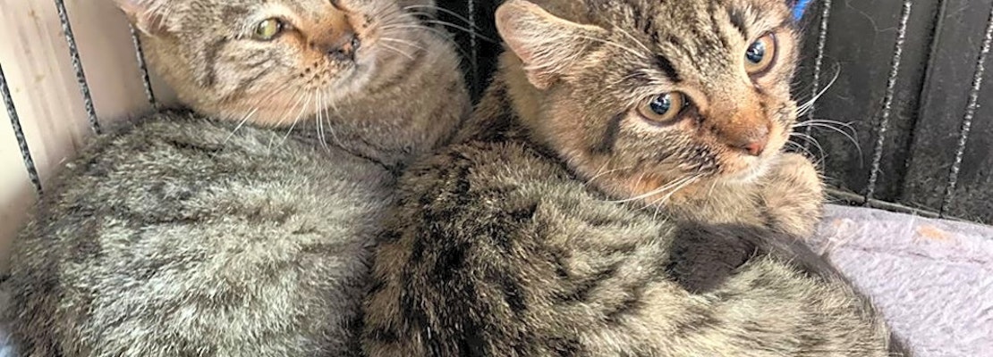 Want to adopt a pet? Here are 7 cuddly kittens to adopt now in Cleveland