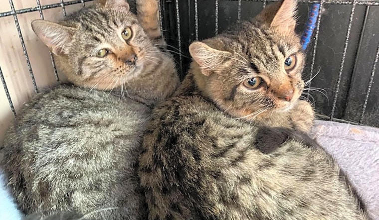 Want to adopt a pet? Here are 7 cuddly kittens to adopt now in Cleveland