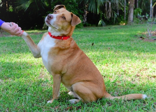 4 delightful doggies to adopt now in Tampa