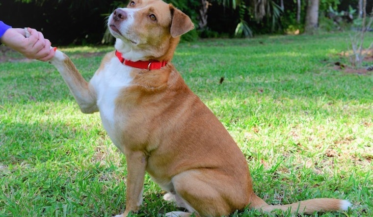 4 delightful doggies to adopt now in Tampa