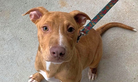 Looking to adopt a pet? Here are 3 adorable pups to adopt now in Durham