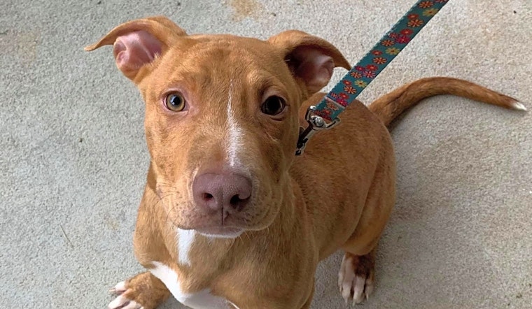 Looking to adopt a pet? Here are 3 adorable pups to adopt now in Durham