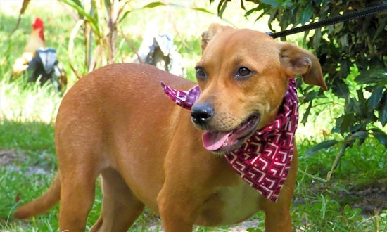 Want to adopt a pet? Here are 7 delightful doggies to adopt now in Jacksonville