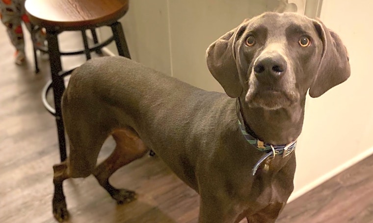 Want to adopt a pet? Here are 7 lovable pups to adopt now in St. Louis