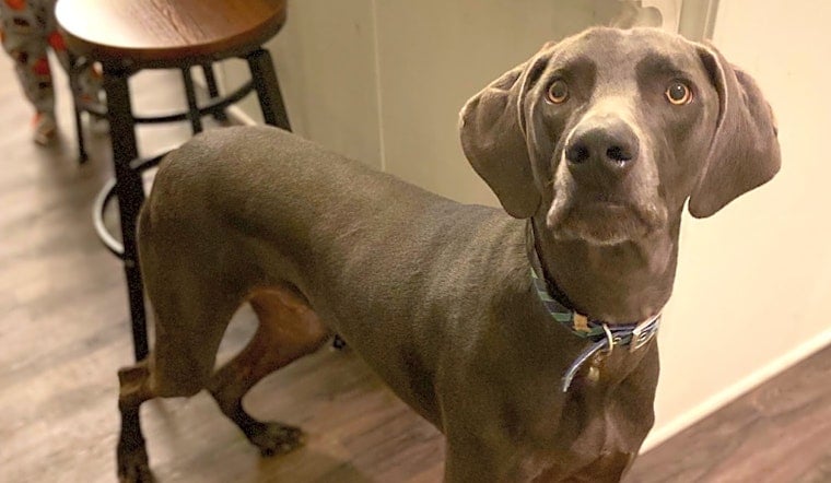 Want to adopt a pet? Here are 7 lovable pups to adopt now in St. Louis