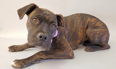 Looking to adopt a pet? Here are 3 perfect puppies to adopt now in Bakersfield