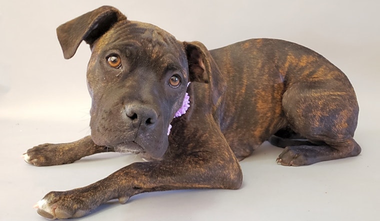 Looking to adopt a pet? Here are 3 perfect puppies to adopt now in Bakersfield