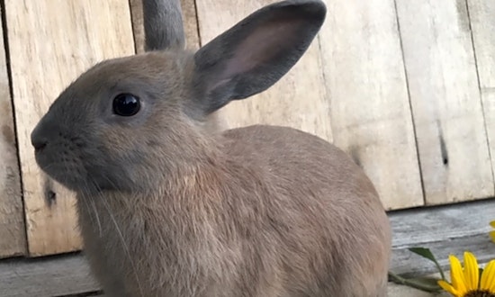 These Los Angeles-based rabbits are up for adoption and in need of a good home