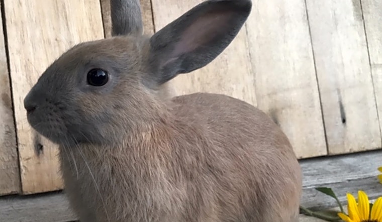 These Los Angeles-based rabbits are up for adoption and in need of a good home