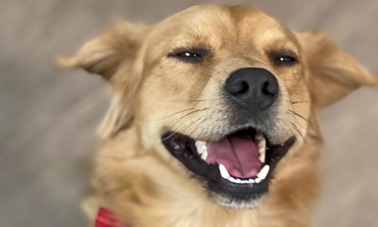 Looking to adopt a pet? Here are 7 delightful doggies to adopt now in Phoenix