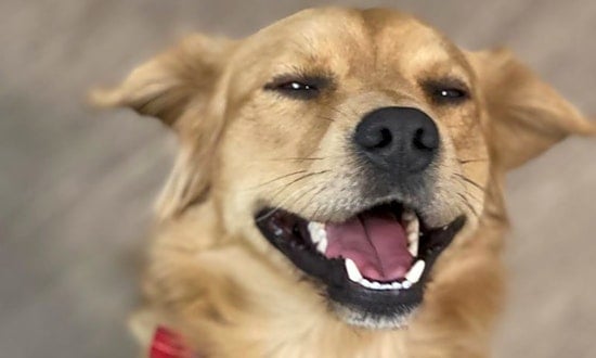 Looking to adopt a pet? Here are 7 delightful doggies to adopt now in Phoenix