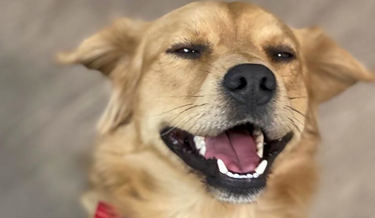 Looking to adopt a pet? Here are 7 delightful doggies to adopt now in Phoenix