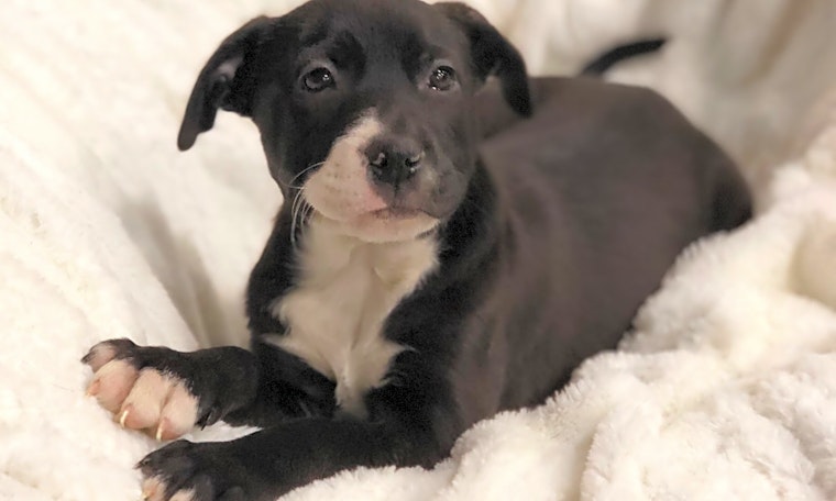 Looking to adopt a pet? Here are 7 perfect pups to adopt now in Detroit