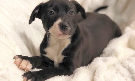 Looking to adopt a pet? Here are 7 perfect pups to adopt now in Detroit