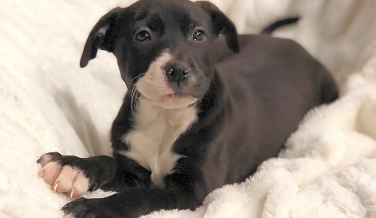 Looking to adopt a pet? Here are 7 perfect pups to adopt now in Detroit