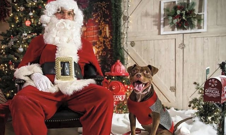 These Raleigh-based doggies are up for adoption and in need of a good home