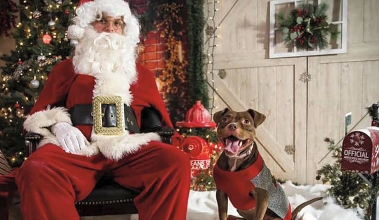 These Raleigh-based doggies are up for adoption and in need of a good home