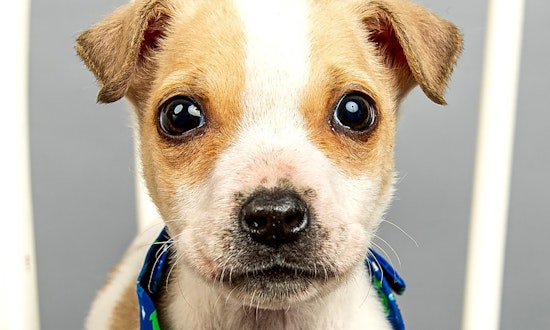 These Cincinnati-based puppies are up for adoption and in need of a good home