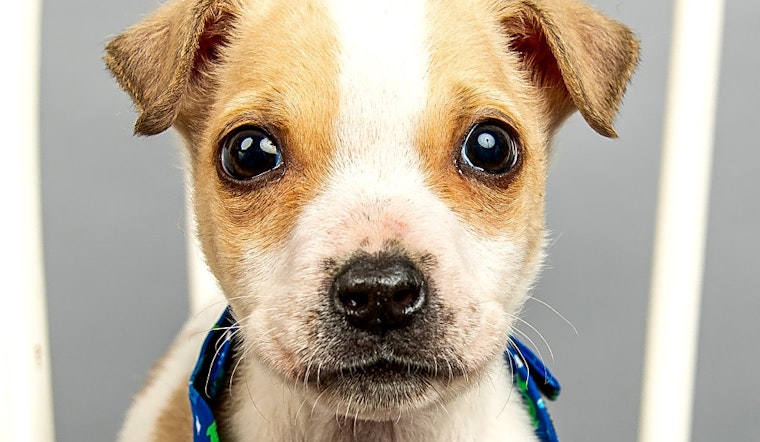 These Cincinnati-based puppies are up for adoption and in need of a good home