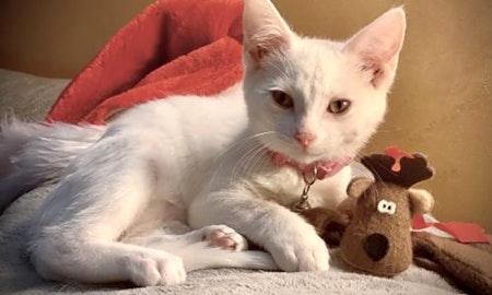 These Indianapolis-based kittens are up for adoption and in need of a good home