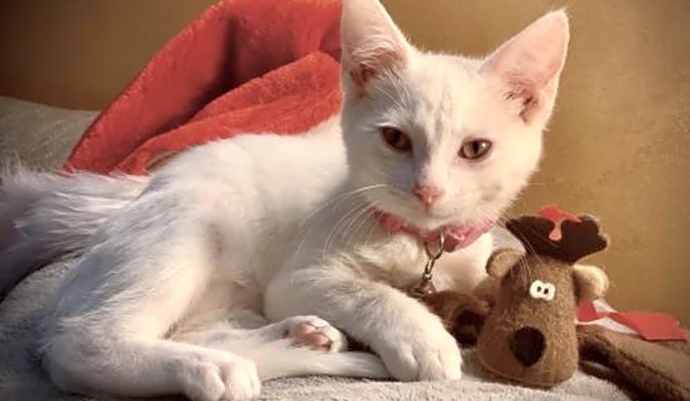 These Indianapolis-based kittens are up for adoption and in need of a good home