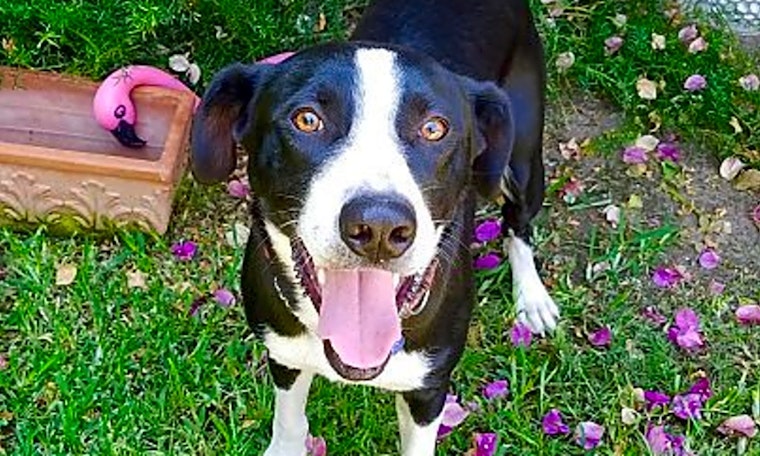 Looking to adopt a pet? Here are 4 lovable pups to adopt now in Long Beach