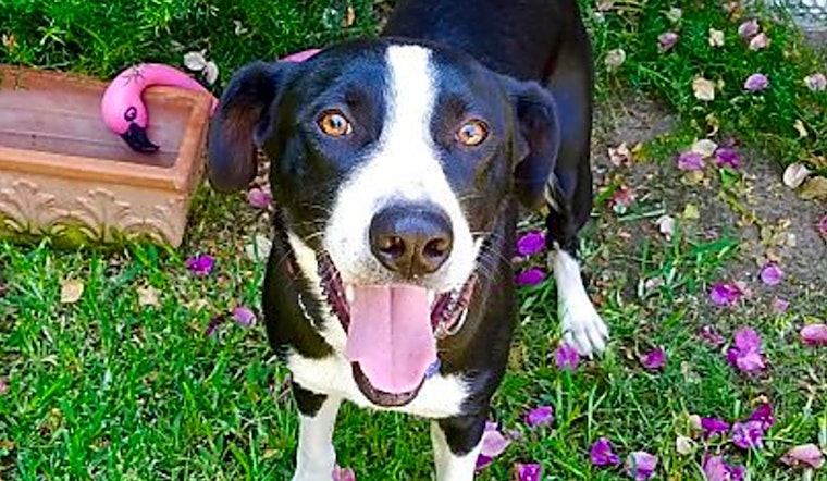 Looking to adopt a pet? Here are 4 lovable pups to adopt now in Long Beach