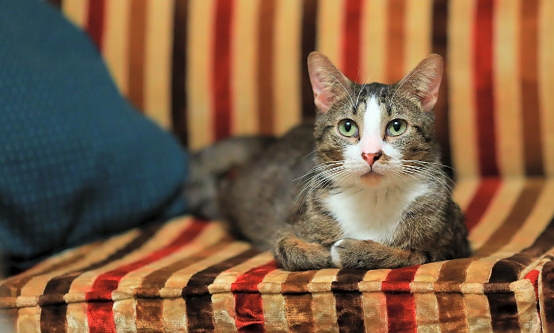 6 cool kitties to adopt now in Minneapolis