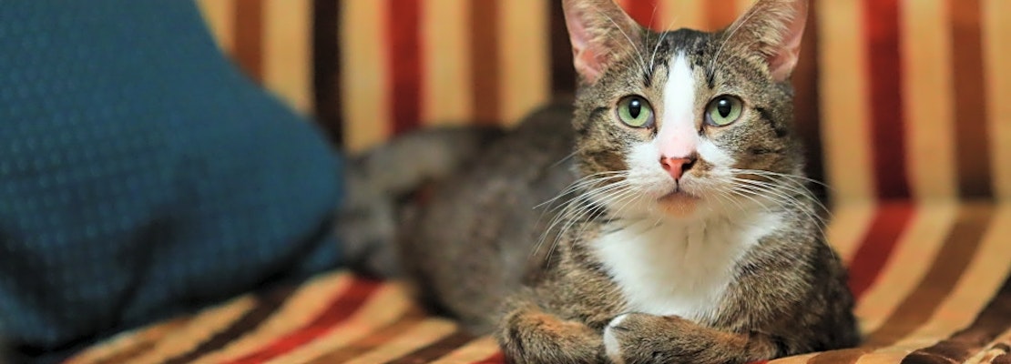 6 cool kitties to adopt now in Minneapolis