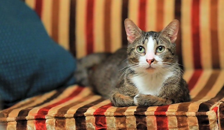 6 cool kitties to adopt now in Minneapolis