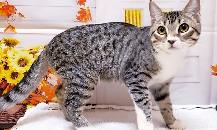 Looking to adopt a pet? Here are 6 cuddly kittens to adopt now in Mesa