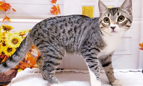 Looking to adopt a pet? Here are 6 cuddly kittens to adopt now in Mesa