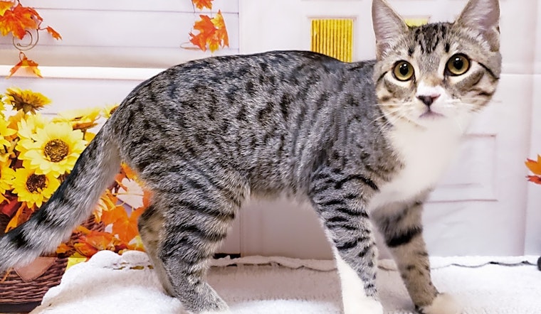 Looking to adopt a pet? Here are 6 cuddly kittens to adopt now in Mesa
