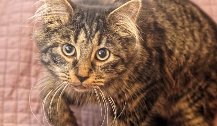5 cute kitties to adopt now in Pittsburgh