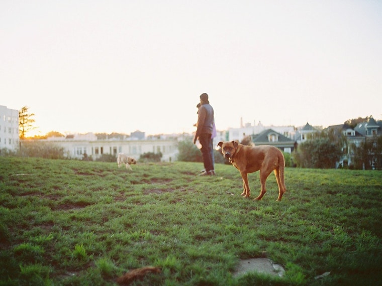 Reports Of Dog Danger, And What You Can Do About It