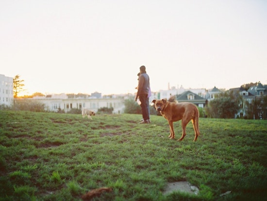 Reports Of Dog Danger, And What You Can Do About It
