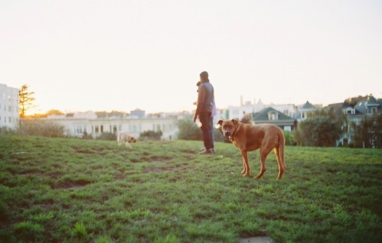 Reports Of Dog Danger, And What You Can Do About It