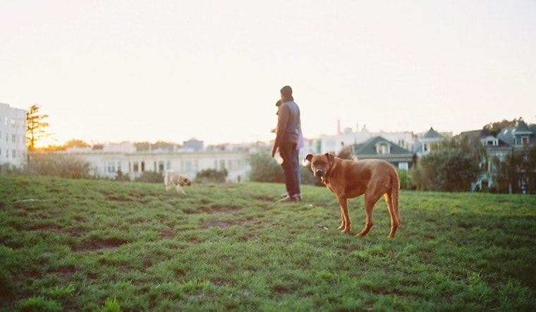Reports Of Dog Danger, And What You Can Do About It